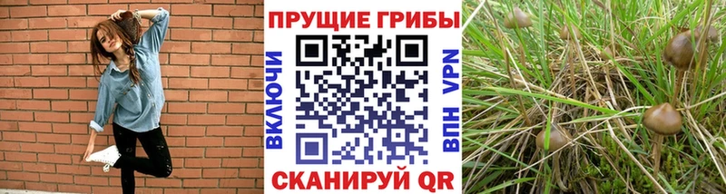 Галлюциногенные грибы Psilocybe что такое Миньяр